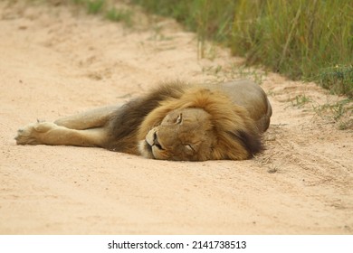 Adult Male Lion, Lying On A Sandy Dirt Road In The Sun.