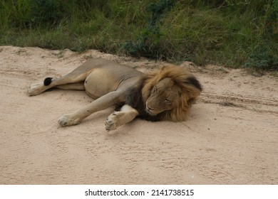 Adult Male Lion, Lying On A Sandy Dirt Road In The Sun.