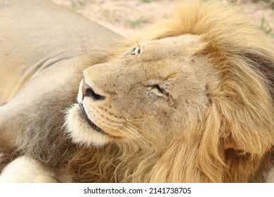 Adult Male Lion, Lying On A Sandy Dirt Road In The Sun.