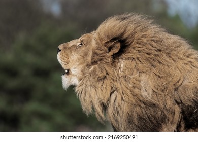 Adult Male Lion with Open Mouth