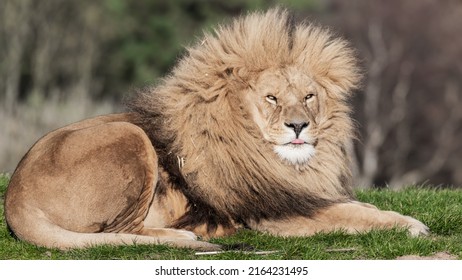 Adult Male Lion Resting on Grass