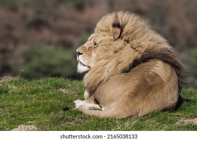 Adult Male Lion Resting on Grass
