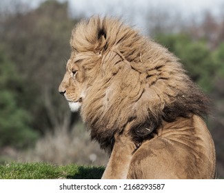 Adult Male Lion Sitting on the Ground