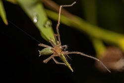 Adult Male Long Legged Sac Spider Of The Genus Cheiracanthium