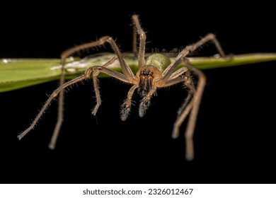Adult Male Long legged Sac Spider of the Genus Cheiracanthium