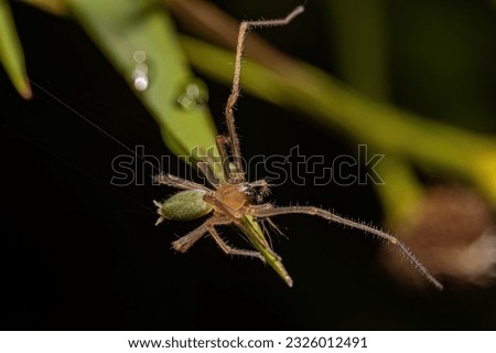 Adult Male Long legged Sac Spider of the Genus Cheiracanthium