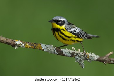 Adult male Magnolia Warbler (Setophaga magnolia)
Galveston Co., Texas
April 2016