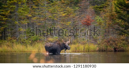 Adult Male Moose wading in sandy pond, Baxter State Park Maine.  