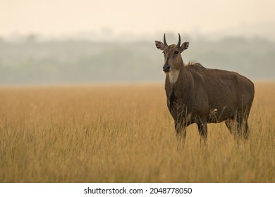 Adult male nilgai or blue bull or Boselaphus tragocamelus a Largest Asian antelope side profile in open field or grassland in golden hour light at forest of central india