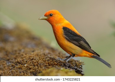 Adult Male (orange Variant) Scarlet Tanager (Piranga Olivacea) In Galveston County, Texas, United States, During Spring Migration.