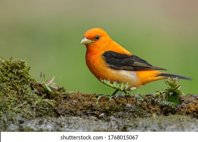 Adult Male (orange Variant) Scarlet Tanager (Piranga Olivacea) In Galveston County, Texas, United States, During Spring Migration.