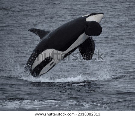 An adult male orca breaches from the waters of Resurrection Bay in Kenai Fjords National Park, Alaska.