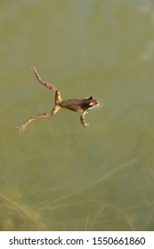 An Adult Male Pacific Chorus Frog Floats In A Pond. 