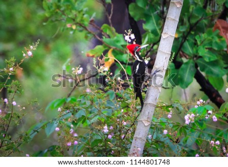 An adult male pileated woodpecker (Dryocopus pileatus) climbs a tree in search for food in southern Belize.