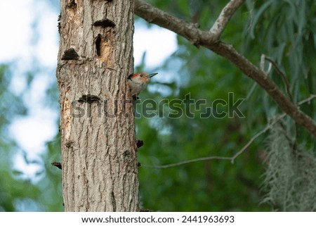 adult male red-bellied woodpecker peeks out of the family nesting area
