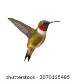 Adult male Ruby-throated Hummingbird - Archilochus colubris - isolated cutout on white background, great feather detail, red neck gorgets on display