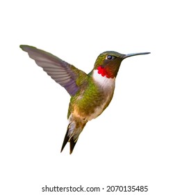 Adult male Ruby-throated Hummingbird - Archilochus colubris - isolated cutout on white background, great feather detail, red neck gorgets on display