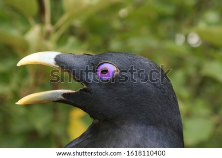 Adult male Satin Bowerbird. Head showing bright purple eye.
