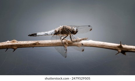 Hombre adulto cazador escaso