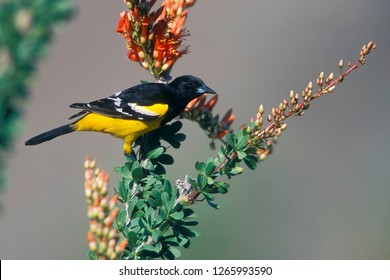 Adult male Scott's Oriole (Icterus parisorum)
In Riverside County, California, USA.