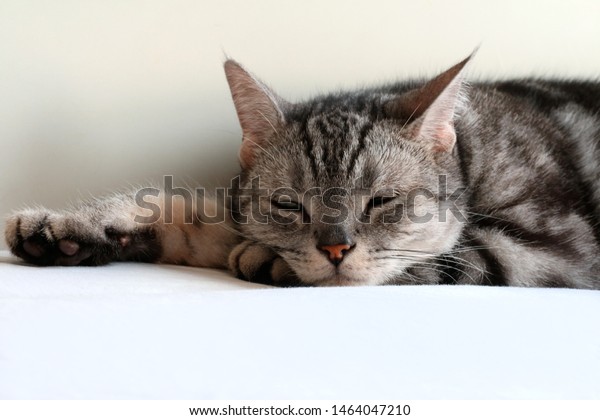 Adult Male Silver Tabby American Shorthair Stock Photo Edit Now