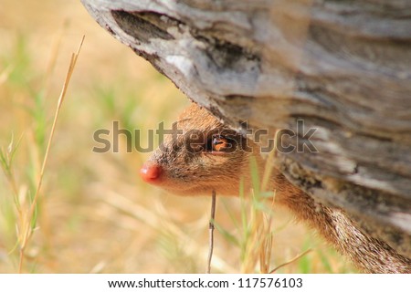 An adult male Slender Mongoose peeking out from behind a tree branch.  Photo taken on a game ranch in Namibia, Africa.