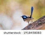 An adult male Superb Fairywren (Malurus cyaneus) in its rich blue and black breeding plumage perched on a branch.