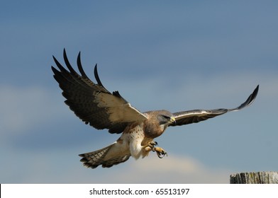 An adult male Swainson's hawk in flight and about to land on a fence post. - Powered by Shutterstock