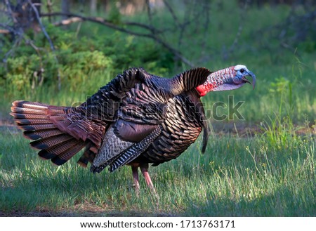 Adult male tom turkey showing off his colourful feathers on a green spring morning gobbling in Canada