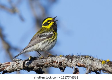 Adult male Townsend's Warbler (Setophaga townsendi)
Kamloops, British Columbia
June 2015