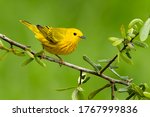 Adult male Yellow Warbler (Setophaga aestiva) during spring migration at Galveston County, Texas, USA. 