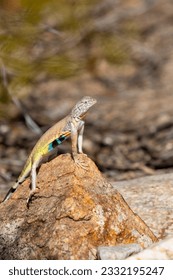 Adult male zebra-tailed lizard, Callisaurus draconoides, perched on a quartz rock in the Sonoran Desert. A medium sized lizard with beautiful and colorful markings. Pima County, Tucson, Arizona, USA.