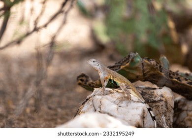 Adult male zebra-tailed lizard, Callisaurus draconoides, perched on a quartz rock in the Sonoran Desert. A medium sized lizard with beautiful and colorful markings. Pima County, Tucson, Arizona, USA.