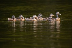 Adult Mallard Duck (Anas Platyrhynchos) Taking Its Young For A Swim, Horizontal