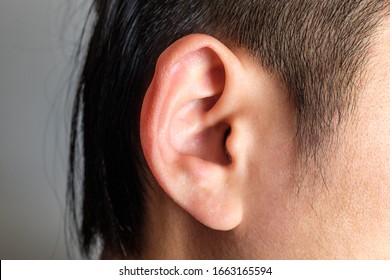 Adult Man Ear. Ear Seen From The Side. Earlobe And Wheel