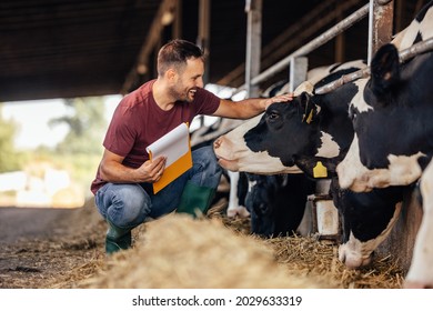 Adult man, enjoying spending time with his cows, while working.