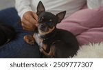 An adult man gently holds a small chihuahua in his lap indoors in a cozy living room setting.