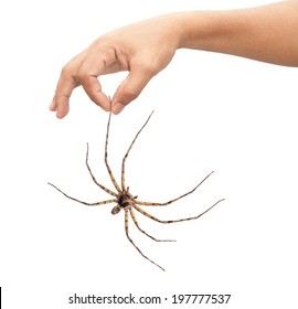 Adult Man Hand Holding Spider