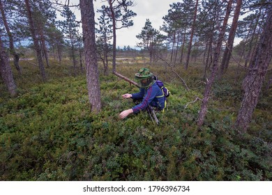 An Adult Man In A Hat With A Mosquito Net Picks Berries On The Shore Of A Forest 