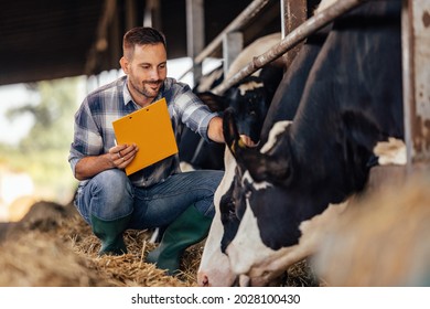 Adult Man, Petting His Cow, And Making Sure She's Happy.