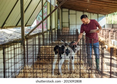 Adult Man, Petting His Favorite Cow, While Working At The Farm.