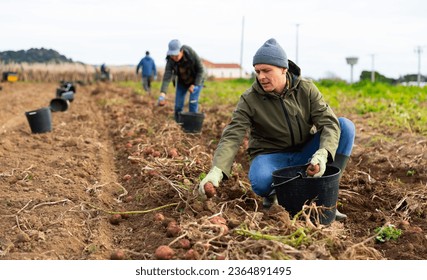 Adult man worker with black bucket during harvesting of potatoes in garden on sunny autumn day - Shutterstock ID 2364891495