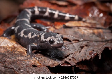 Adult Marbled Salamander Field Guide Body Photo On Leaves