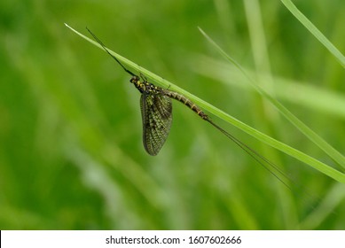 The Adult Of A Mayfly (Ephemeroptera Vulgata)