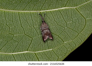 Adult Metalmark Moth Of The Genus Tortyra