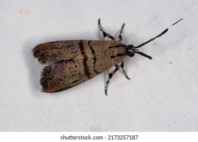 Adult Metalmark Moth Of The Genus Tortyra