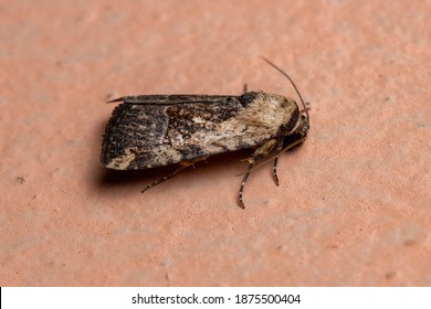 Adult Midget Moth of the species Elaphria agrotina