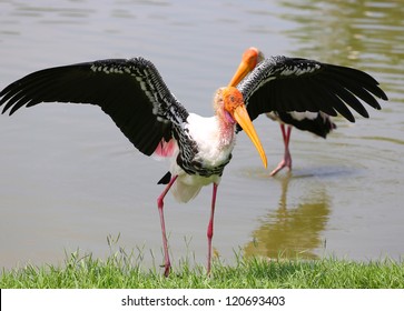 Adult Milky Stork