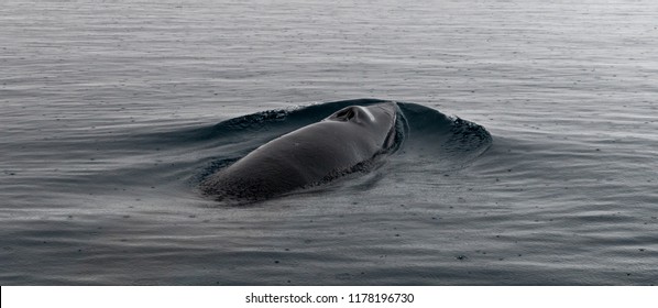 ミンククジラ の画像 写真素材 ベクター画像 Shutterstock