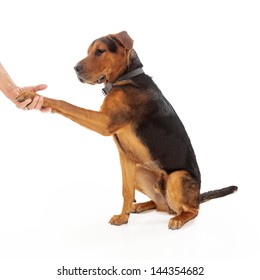 An Adult Mixed Large Breed Dog Shaking Hands With A Person